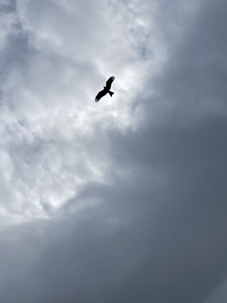 一隻鷹在烏雲密佈的天空飛翔