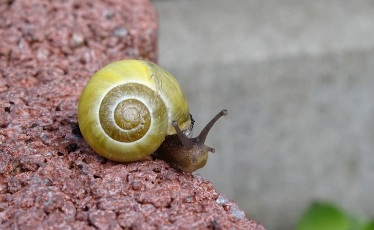 Snail2